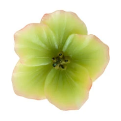 Floating Hellebores Flower Candles (3 Pc Pack) 11 Floating Hellebores Flower Candles (3 Pc Pack) -Glow Essence Cheap Store lg item 8349 04