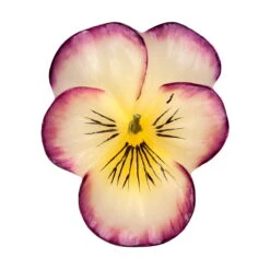 Floating Johnny Jump Up Flowers Candles (3 Pc Pack) -Glow Essence Cheap Store lg item 8412 06