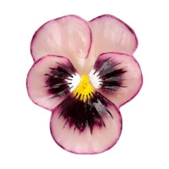 Floating Johnny Jump Up Flowers Candles (3 Pc Pack) -Glow Essence Cheap Store lg item 8412 07