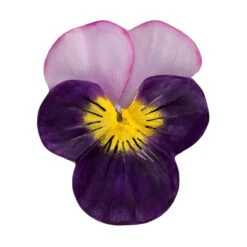 Floating Johnny Jump Up Flowers Candles (3 Pc Pack) -Glow Essence Cheap Store lg item 8412 08