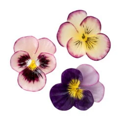 Floating Johnny Jump Up Flowers Candles (3 Pc Pack) -Glow Essence Cheap Store lg item 8412 1